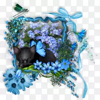 花-空若网 花-空若网