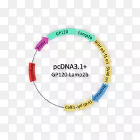 手镯品牌.实验程序-空若网 手镯品牌.实验程序-空若网