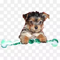 约克郡小猎犬,澳大利亚丝状猎犬,澳大利亚猎犬,莫基小狗-小狗-空若网 约克郡小猎犬,澳大利亚丝状猎犬,澳大利亚猎犬,莫基小狗-小狗-空若网