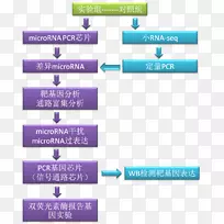 �о�΢RNA��״RNA��ѧ.΢RNA-������