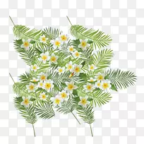 花-卵花-空若网 花-卵花-空若网