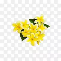黄花切花-空若网 黄花切花-空若网
