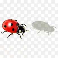 昆虫瓢虫-动物-瓢虫和阴影PNG剪贴画-空若网 昆虫瓢虫-动物-瓢虫和阴影PNG剪贴画-空若网