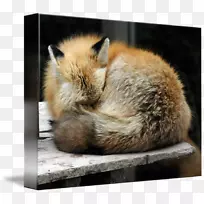 红狐须毛动物鼻子红狐画-空若网 红狐须毛动物鼻子红狐画-空若网