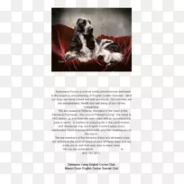 马里兰州索尔兹伯里犬俱乐部-空若网 马里兰州索尔兹伯里犬俱乐部-空若网