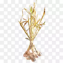 细枝植物茎商品草.大蒜图像-空若网 细枝植物茎商品草.大蒜图像-空若网