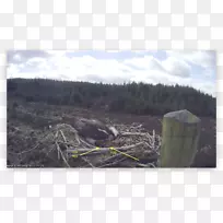 生态树地质学山体现象-树-空若网 生态树地质学山体现象-树-空若网