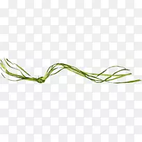 Ҷ���߽�����.Ҷ-������