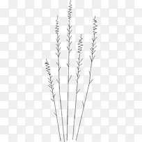 ��ϵ������Ʒֲ�ﾥϵ-������