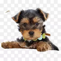 Լ�˿�С����ë��Ȯ���ߵذ׹��������ǹ�ʿ��С��-������