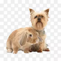 Լ�˿���Ȯ������Ȯ��ŵά����Ȯ��ŵ������Ȯ���Ĵ�����˿ë��Ȯ-С��-������