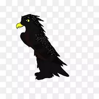 鹰嘴羽毛鹰-空若网 鹰嘴羽毛鹰-空若网