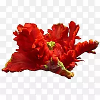 �л�����ֲ�ﻨ���ľֲ��-������