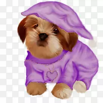 哈凡狗拉萨阿普索小狗-空若网 哈凡狗拉萨阿普索小狗-空若网