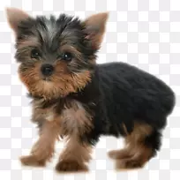 Լ�˿�С��Ȯ����è-������