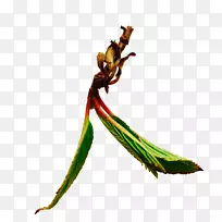 Сֲ֦�ﾥ����-������