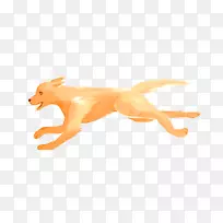 狗区系野生动物犬科尾犬-空若网 狗区系野生动物犬科尾犬-空若网