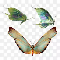 蝶形昆虫-空若网 蝶形昆虫-空若网