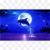桌面壁纸博客海豚-海豚-空若网 桌面壁纸博客海豚-海豚-空若网