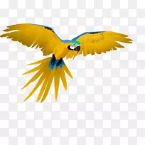 金刚鹦鹉,喙,羽毛,翅膀,鹦鹉-空若网 金刚鹦鹉,喙,羽毛,翅膀,鹦鹉-空若网