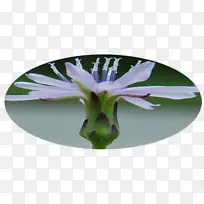 切花开花植物野花植物-空若网 切花开花植物野花植物-空若网