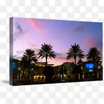 槟榔科夜景树夜滩-空若网 槟榔科夜景树夜滩-空若网