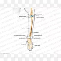 手指骨骼肌关节.设计-空若网 手指骨骼肌关节.设计-空若网