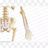 手指前臂韧带解剖人体骨骼-手-空若网 手指前臂韧带解剖人体骨骼-手-空若网