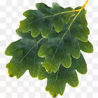 Ҷ��-Ҷ-������