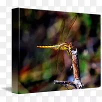 网翅蜻蜓摄影.蜻蜓-空若网 网翅蜻蜓摄影.蜻蜓-空若网