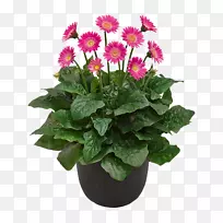 德兰士瓦菊玫瑰花园天竺葵室内植物-玫瑰-空若网 德兰士瓦菊玫瑰花园天竺葵室内植物-玫瑰-空若网