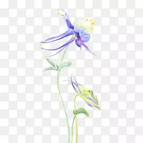 花瓣兰花-空若网 花瓣兰花-空若网