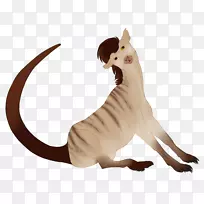 猫尾野生动物-猫-空若网 猫尾野生动物-猫-空若网