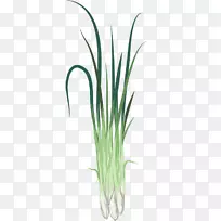 香葱绿化甜草植物柠檬草-植物-空若网 香葱绿化甜草植物柠檬草-植物-空若网