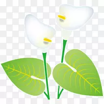 花瓣开花植物叶-空若网 花瓣开花植物叶-空若网