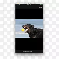 狗截图-狗-空若网 狗截图-狗-空若网