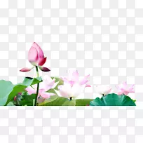 莲芽壁纸-莲芽-空若网 莲芽壁纸-莲芽-空若网