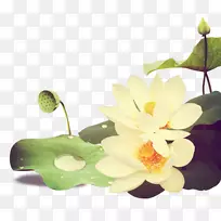 Nelumbo nucifera下载-中式莲花-空若网 Nelumbo nucifera下载-中式莲花-空若网