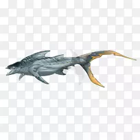 鱼类动物野生动物陆生动物-鱼类-空若网 鱼类动物野生动物陆生动物-鱼类-空若网