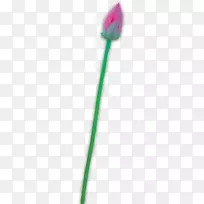 开花植物茎荷花-空若网 开花植物茎荷花-空若网