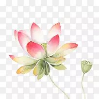 Nelumbo nuciferaˮ�ʻ���ͼ-һ˿����������-������