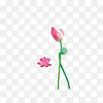 莲子莲花莲子莲花-空若网 莲子莲花莲子莲花-空若网