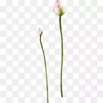 花瓣植物茎开花植物-古老的荷花装饰-空若网 花瓣植物茎开花植物-古老的荷花装饰-空若网