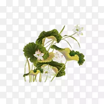 平面设计-画莲花-空若网 平面设计-画莲花-空若网