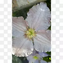 Ƥ�ﻨҰ��-������-������