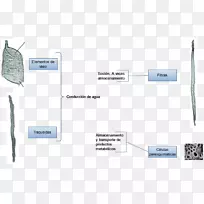 ���ʿ���ֲ��ľ�ʲ�Ҷֲ��-������