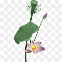 莲藕.夏季莲藕元素-空若网 莲藕.夏季莲藕元素-空若网