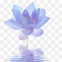 埃及莲花蓝百合-蓝莲花-空若网 埃及莲花蓝百合-蓝莲花-空若网