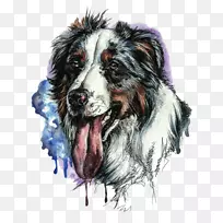 澳大利亚牧羊犬-伯恩塞山牧羊犬边境牧羊犬-边境牧羊犬-空若网 澳大利亚牧羊犬-伯恩塞山牧羊犬边境牧羊犬-边境牧羊犬-空若网