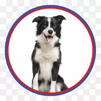 边境牧羊犬,粗糙牧羊犬,设得兰牧羊犬,大胡子牧羊犬,金毛猎犬-空若网 边境牧羊犬,粗糙牧羊犬,设得兰牧羊犬,大胡子牧羊犬,金毛猎犬-空若网